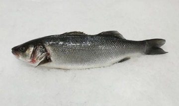 Levrek Balığı Türleri ve Özellikleri